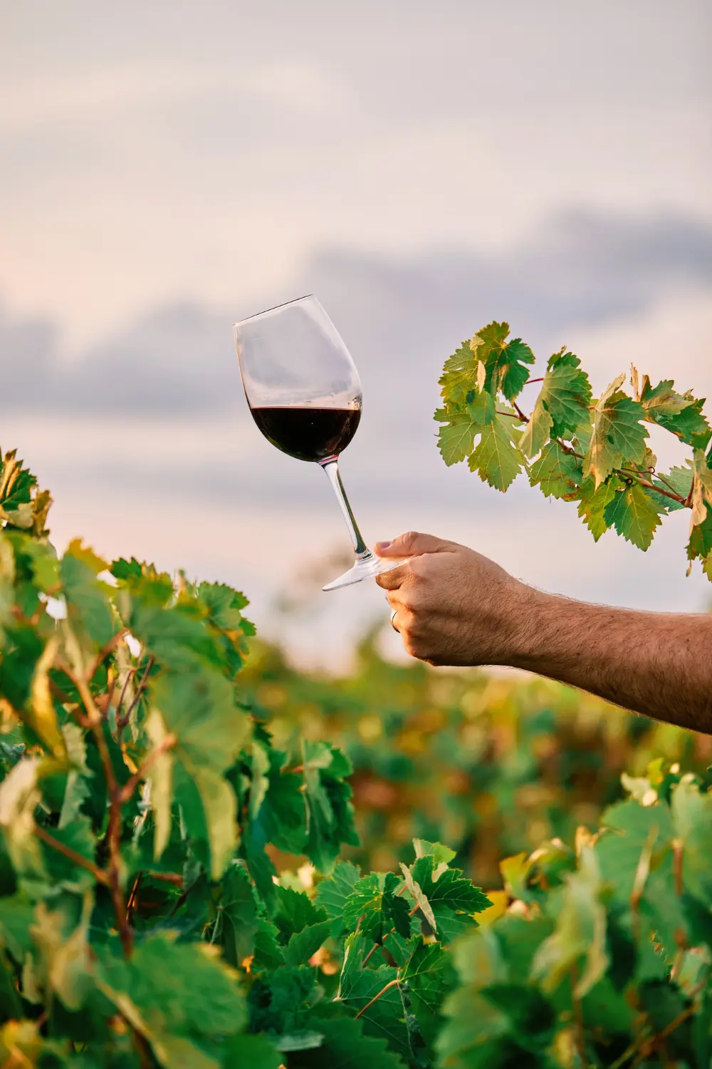 Distribución de vinos en Cangas de Onís